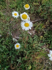 Anthemideae