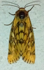 Chrysoecia dela