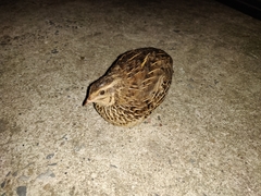 Coturnix