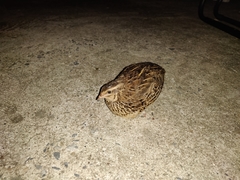 Coturnix