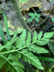 Sceptridium dissectum