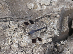 Brachythemis leucosticta