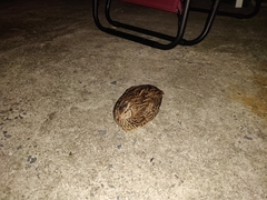 Coturnix