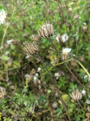 Crepis setosa