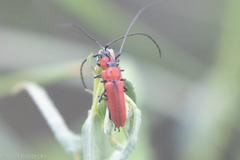 Tylosis oculatus