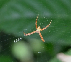Argiope anasuja