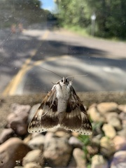 Catocala relicta