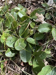 Epigaea repens