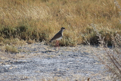 Vanellus coronatus