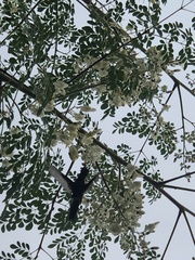 Cynanthus doubledayi