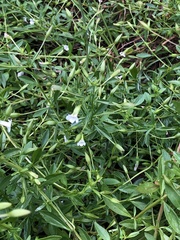 Mecardonia acuminata