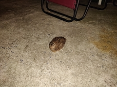 Coturnix