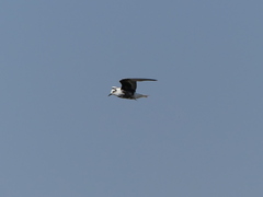 Chlidonias leucopterus