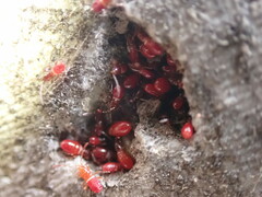 Oxycarenus lavaterae