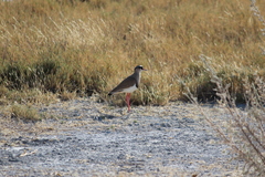 Vanellus coronatus