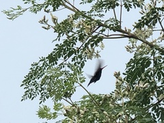 Cynanthus doubledayi