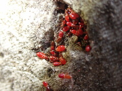 Oxycarenus lavaterae