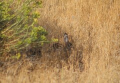 Sylvilagus nuttallii
