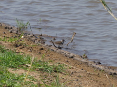 Charadrius tricollaris