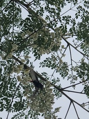 Cynanthus doubledayi