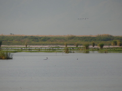 Phoenicopterus roseus