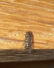 Drosophila repleta