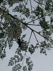 Cynanthus doubledayi