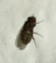 Drosophila repleta