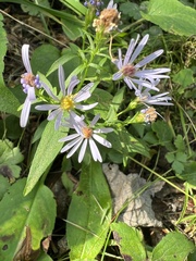 Symphyotrichum ciliolatum