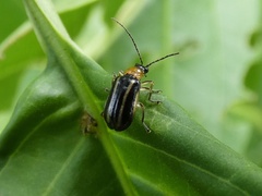 Lemini
