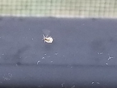 Aleyrodes proletella