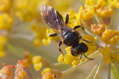 Crabroninae