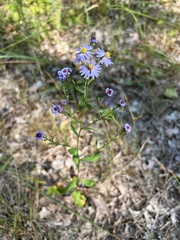 Symphyotrichum ciliolatum