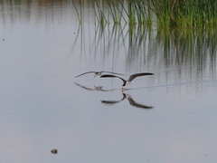 Rynchops flavirostris