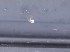 Aleyrodes proletella