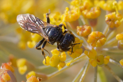 Crabroninae