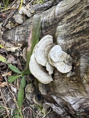 Trametes betulina
