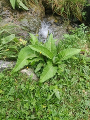 Cirsium heterophyllum