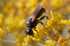 Crabroninae