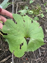 Sanguinaria canadensis