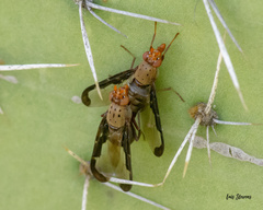 Diacrita costalis