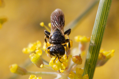 Crabroninae