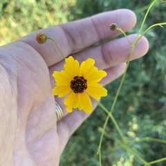 Coreopsis