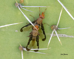 Diacrita costalis
