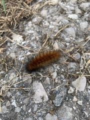 Pyrrharctia isabella