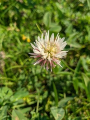 Trifolium ambiguum
