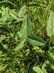 Trifolium ambiguum