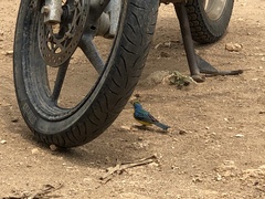 Passerina leclancherii
