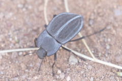 Stenomorpha opaca