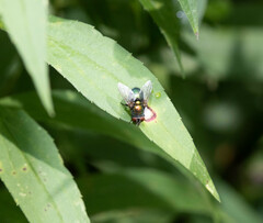Lucilia coeruleiviridis